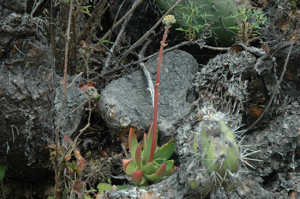 Soberanes Canyon 024.jpg